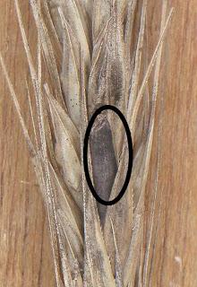 Cornezuelo del centeno