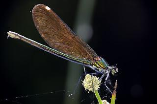 Para ampliar Calopteryx virgo (Linnaeus, 1758) Caballito del diablo hacer clic