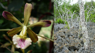 Descubiertas dos nuevas especies de Orquídea en Cuba