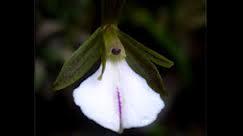 Descubiertas dos nuevas especies de Orquídea en Cuba