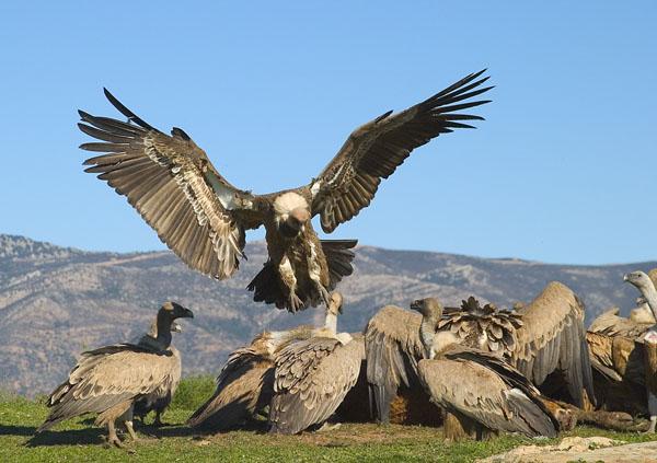 thq vendida buitres Paralizada la venta de THQ, finalmente sus propiedades serán vendidas bajo subasta