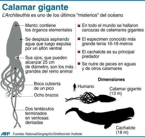 calamar gigante 'architeuthis'