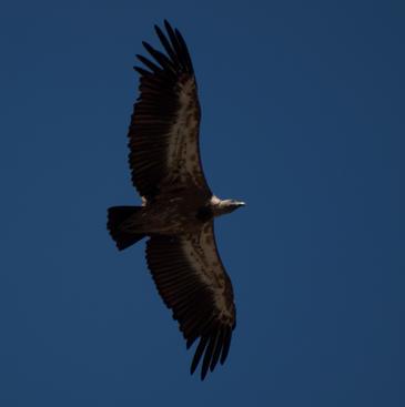 El patrón de vuelo del buitre leonado puede reducir sus colisiones en parques eólicos