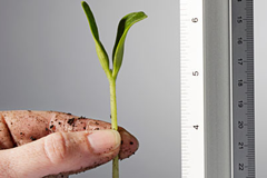 metricas-fase-startup-indicadores-ciclo-de-vida-fase_thumb