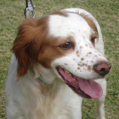 Foto: SHIWI  Shiwi es una preciosa bretona a la que hemos encontrado abandonada en el campo.  Es myy buena y cariñosa con todos,tanto humanos como con otros perros.Guapísima,como todos los de su raza...un auténtico amor de perrita..  Quien le ofrece un hogar calentito estas navidades??  Raza: Breton Sexo: Hembra Tipo: Hembras en adopción.  Castrado: SI Edad: 11/07/2007 Peso: 18 Kilos  Se entregan vacunados,desparasitados,esterilizados y con microchip. Contrato de adopción y posterior seguimiento.  Estamos en Alhaurin de la Torre (Málaga)  www.refugioparquedelduque.com www.facebook.com/refugioparquedelduque info@refugioparquedelduque.com Tlf: 639 038 064