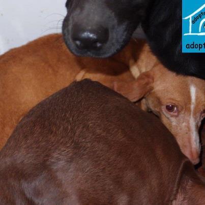 Foto: PODENCA ENTREGADA POR EL DUEÑO ATERRADA Estos son los que quedan que han encontrado esta mañana nuestras voluntarias, el resto está reservado o ya no estaba. SI ESTAS INTERESADO EN ADOPTAR CONTACTA CON maribeljerezsos2@gmail.com 605637101 Maribel de 9 a 5 tarde. TAMBIEN PUEDES COLABORAR CON NOSOTROS CON UN DONATIVO EN LA CUENTA DEL BANCO DE SANTANDER 0049/ 4975/42/2596179602, titular ADOPTALO. IBAN ES22 0049 4975 4225 9617 9602 BIC BSCHESMM AYUDANOS, AYUDALES!!!!!!! Estas fotografias son colgadas conforme nos llegan los correos, a veces hay cuarenta y sesenta perros en un día, somos voluntarias y no siempre podemos mantener actualizados lo albumes de Gesser, Maribel dispone de información al momento, rogamos que se tenga en cuenta. En este enlace puedes encontrar información actualizada de todos lo perros, los que estan adoptados, fallecidos, etc https://picasaweb.google.com/103349667301359879038