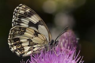 Para ampliar Melanargia galathea (Linnaeus, 1758) Medioluto norteña hacer clic