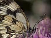 Melanargia galathea (Linnaeus, 1758) Medioluto norteña