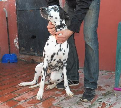 Tayson y Vela, dálmatas, necesitan un hogar urgente ALGECIRAS. (CADIZ)