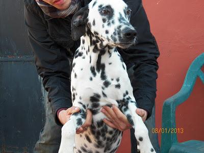 Tayson y Vela, dálmatas, necesitan un hogar urgente ALGECIRAS. (CADIZ)