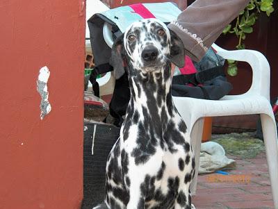 Tayson y Vela, dálmatas, necesitan un hogar urgente ALGECIRAS. (CADIZ)