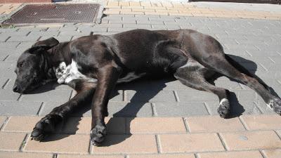 Duquesa, preciosa perra en la calle. (Huelva)