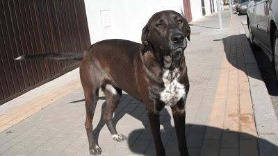 Duquesa, preciosa perra en la calle. (Huelva)