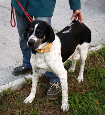BOST, VAGANDO POR LAS CALLES DE SEVILLA‏.