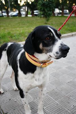 BOST, VAGANDO POR LAS CALLES DE SEVILLA‏.