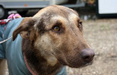 DANDY, UNA PENA DETRÁS DE OTRA. (SEVILLA)