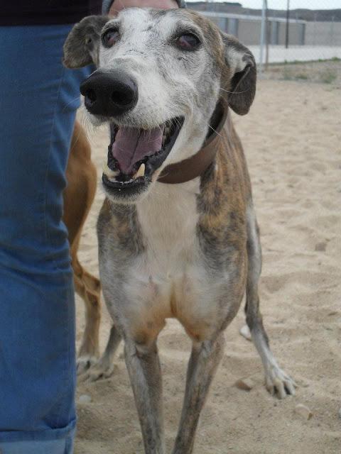 AKARU, galgo 8años, necesita adopcion.C.P.A Torrejon