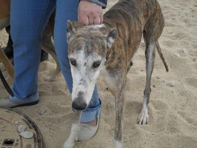 AKARU, galgo 8años, necesita adopcion.C.P.A Torrejon