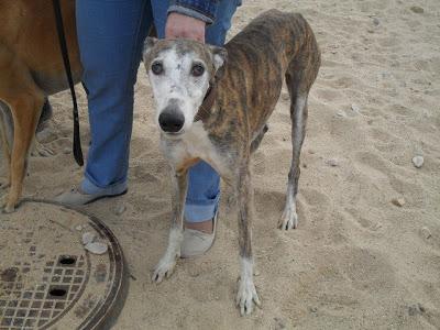 AKARU, galgo 8años, necesita adopcion.C.P.A Torrejon