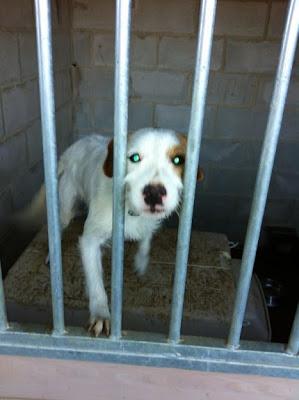 POR FAVOR AYUDA! RAFTY, ESTÁ ENCERRADO EN UN CHENIL DE 2x2!!