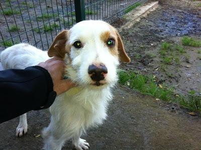 POR FAVOR AYUDA! RAFTY, ESTÁ ENCERRADO EN UN CHENIL DE 2x2!!