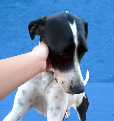 Senda necesita una acogida urgente y especial.