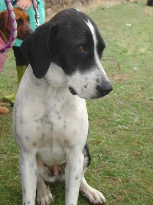 Senda necesita una acogida urgente y especial.