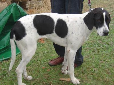 Senda necesita una acogida urgente y especial.
