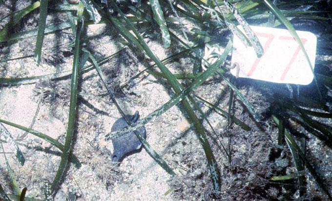 pecio del Relitto del Pozzino en la Toscana