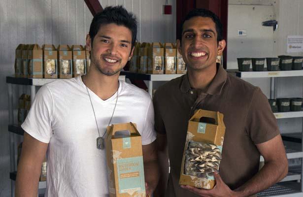 Setas para cultivar en casa