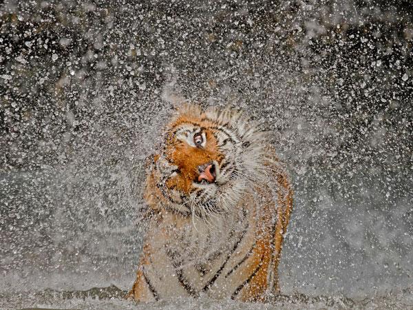 tigre sacudiéndose en Thailandia, por Ashley Vincent, National Geographic