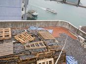 Grotescas imágenes ilustran necesidad poner comercio aletas tiburón