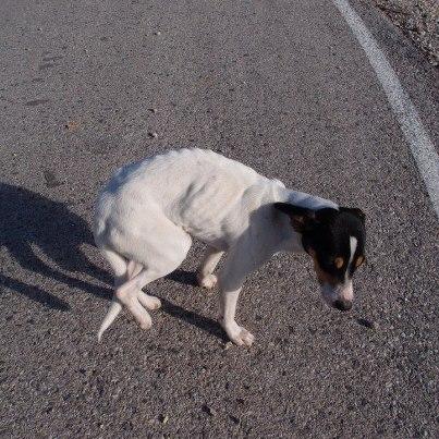 la imagen habla por si sola Foto: SOS BODEGUERO ABANDONADO EN HUESOS CERCA AUTOVIA JEREZ CADIZ EN LA AUTOVIA EN HUESOS CERCA CANTERA Y CANAL DONDE SI NO PILLA COCHE, COGERA MAQUINA CANTERA O SE CAERA AL CANAL, TIENE MAL FUTURO ¿ALGUIEN PUEDE AYUDAR? ES MUY CARIÑOSO Y TIENE MUCHA HAMBRE. SE ENVIA DONDE SALGA FAMILIA MARIBELJEREZSOS2@GMAIL.COM 605637101 MARIBEL