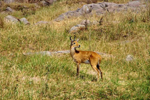 Inesperado Tarangire