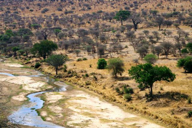 Inesperado Tarangire