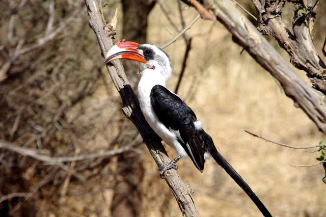 Inesperado Tarangire
