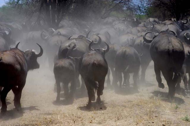 Inesperado Tarangire