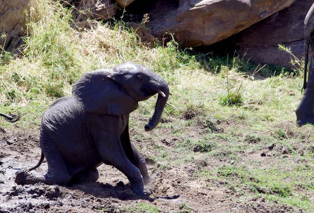 Inesperado Tarangire