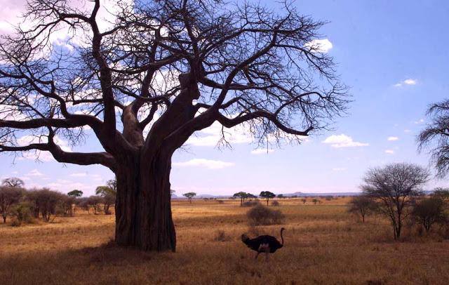 Inesperado Tarangire