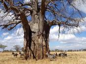 Tarangire National Park corazón África