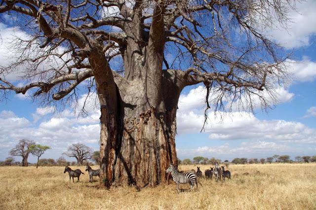 Inesperado Tarangire