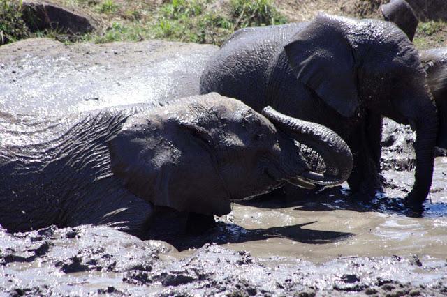 Inesperado Tarangire
