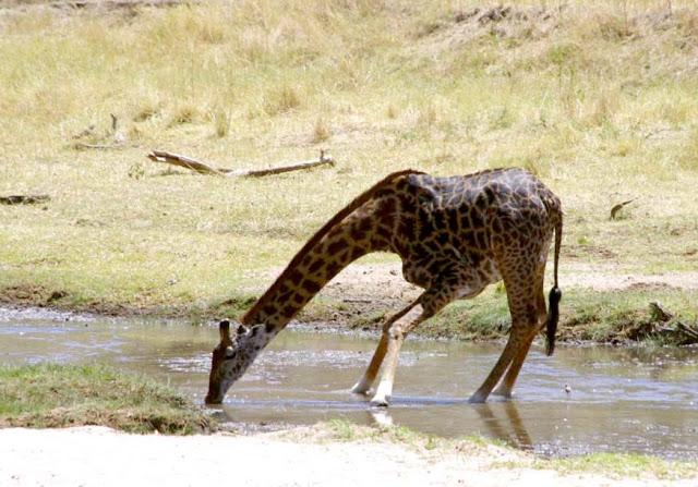Inesperado Tarangire
