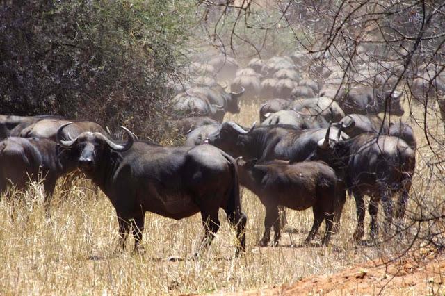 Inesperado Tarangire