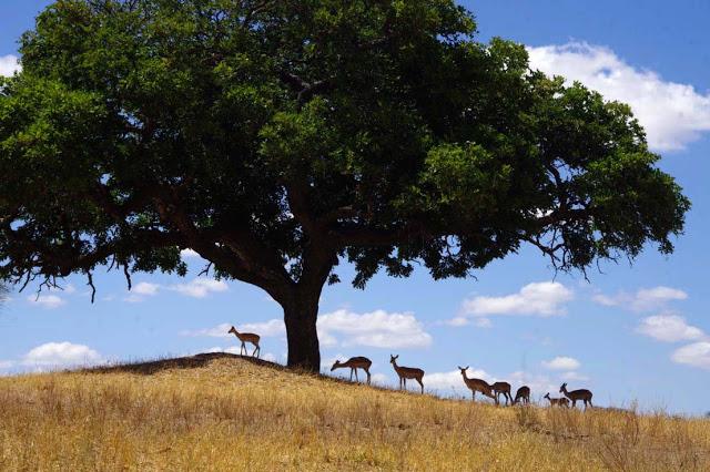 Inesperado Tarangire