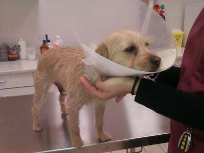 MIKA, miniperrita de 6 kilos, arrastrada sobre el asfalto y con toda su piel quemadita, busca hogar.