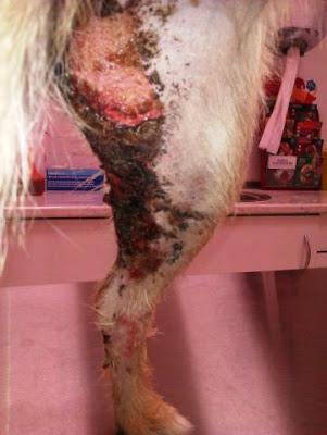 MIKA, miniperrita de 6 kilos, arrastrada sobre el asfalto y con toda su piel quemadita, busca hogar.