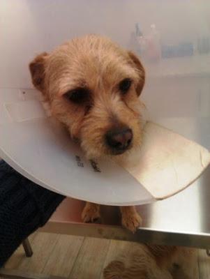 MIKA, miniperrita de 6 kilos, arrastrada sobre el asfalto y con toda su piel quemadita, busca hogar.