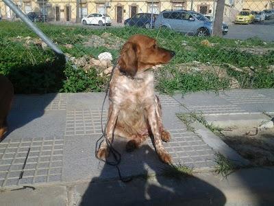 Bretona atropellada en un pueblo de Huelva.