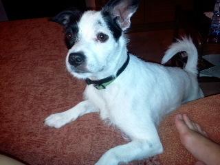 URGENTE!!! Perdido en Tordesillas.‏